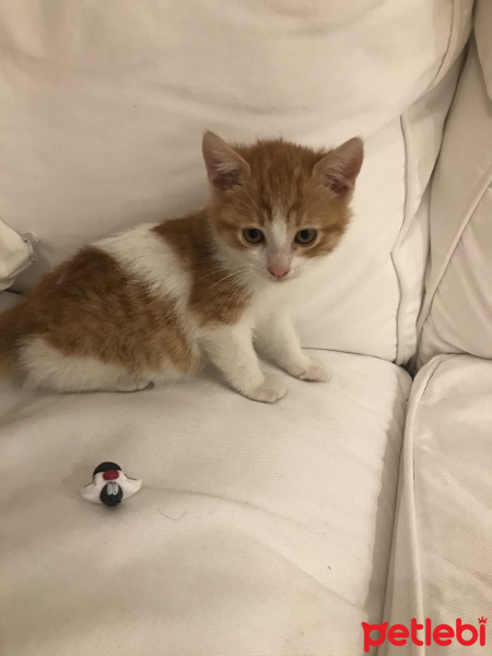 Tekir Kedi, Kedi  Minnoş fotoğrafı