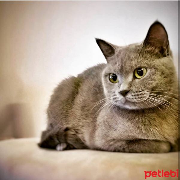 British Shorthair, Kedi  Casper fotoğrafı