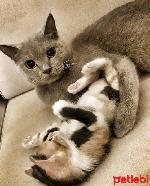 British Shorthair, Kedi  Casper fotoğrafı