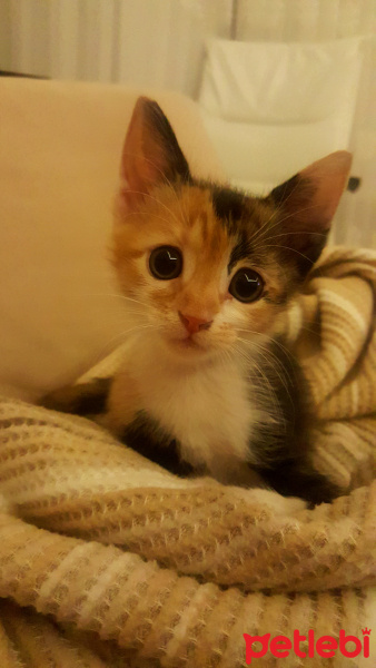 Tekir Kedi, Kedi  Bıdık fotoğrafı