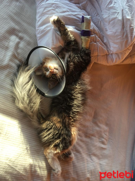 Tekir Kedi, Kedi  Portakal fotoğrafı