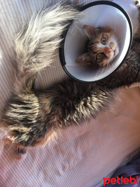Tekir Kedi, Kedi  Portakal fotoğrafı
