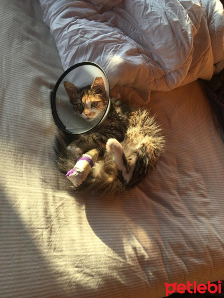 Tekir Kedi, Kedi  Portakal fotoğrafı