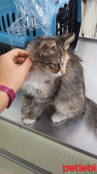 Tekir Kedi, Kedi  Portakal fotoğrafı