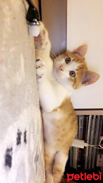 Sarman, Kedi  sarman fotoğrafı
