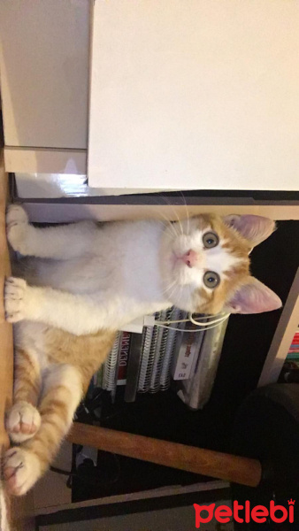 Sarman, Kedi  sarman fotoğrafı