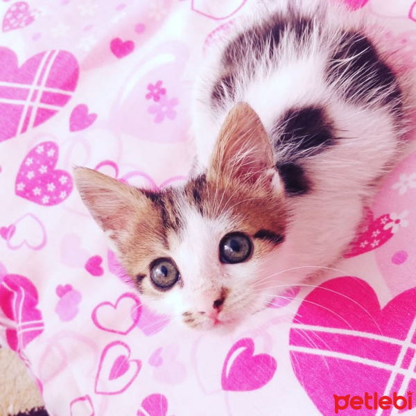 Tekir Kedi, Kedi  Sutlac fotoğrafı