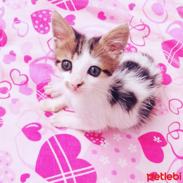 Tekir Kedi, Kedi  Sutlac fotoğrafı