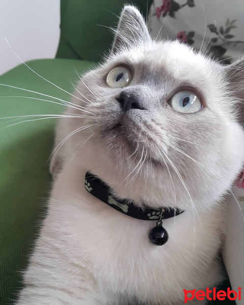 British Shorthair, Kedi  arthur fotoğrafı