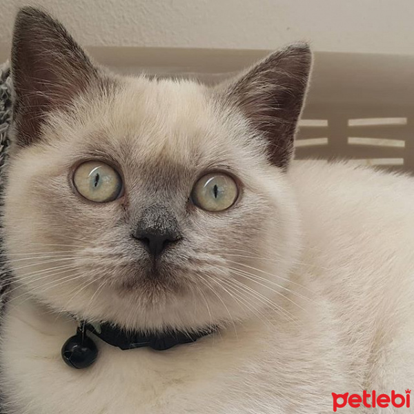 British Shorthair, Kedi  arthur fotoğrafı