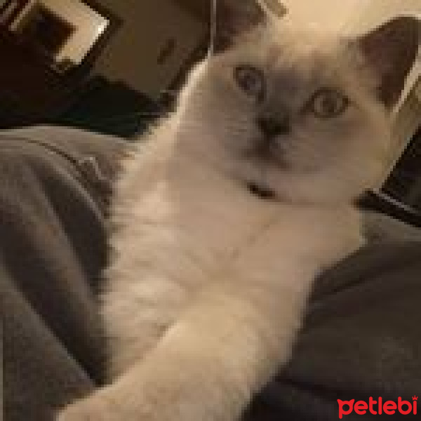 British Shorthair, Kedi  arthur fotoğrafı
