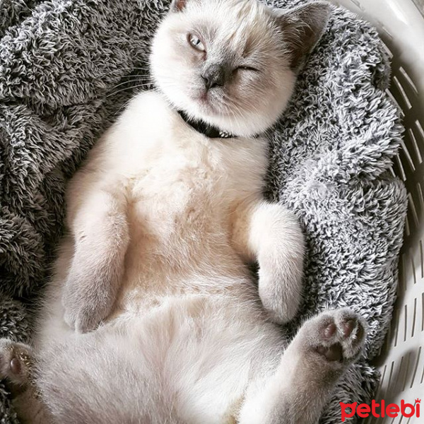 British Shorthair, Kedi  arthur fotoğrafı
