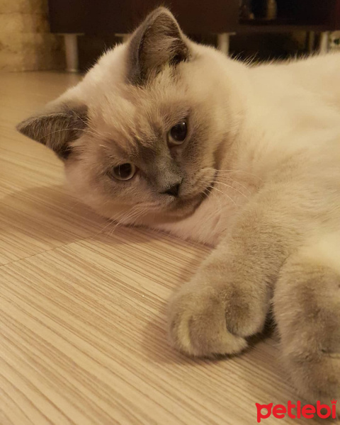 British Shorthair, Kedi  arthur fotoğrafı