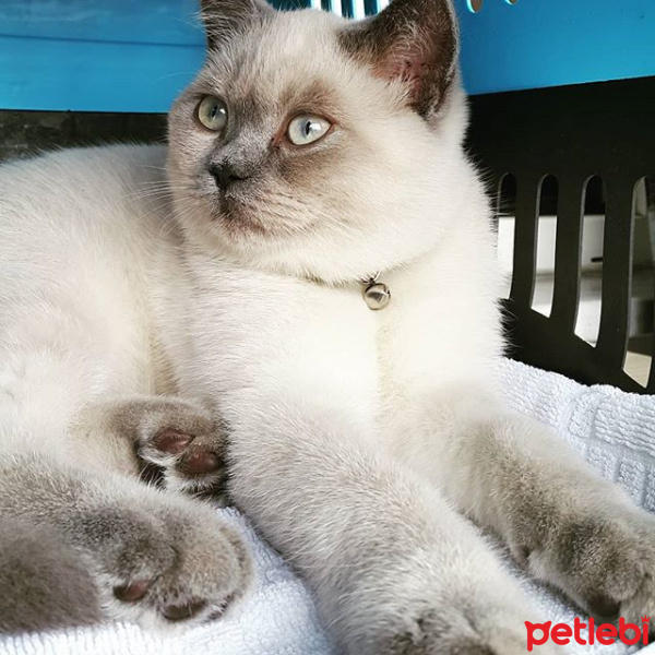 British Shorthair, Kedi  arthur fotoğrafı