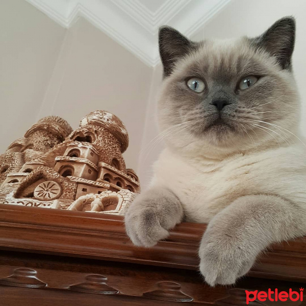 British Shorthair, Kedi  arthur fotoğrafı