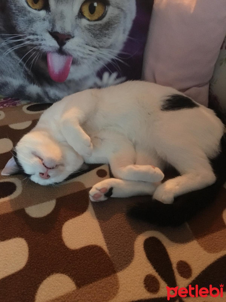 Soke, Kedi  Oscar fotoğrafı