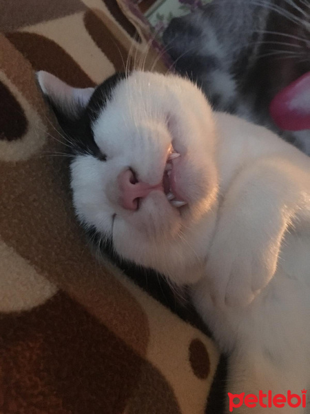 Soke, Kedi  Oscar fotoğrafı