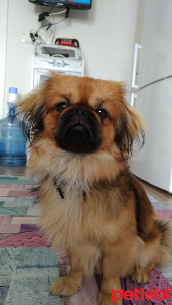 Pekingese, Köpek  Felix fotoğrafı