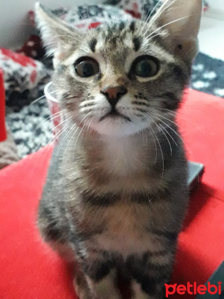 Tekir Kedi, Kedi  Loki fotoğrafı