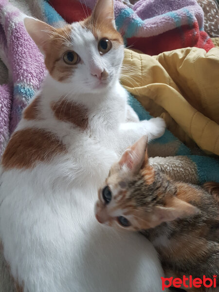 Tekir Kedi, Kedi  Olga fotoğrafı