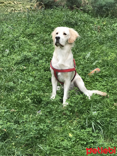Golden Retriever, Köpek  Çakıl fotoğrafı