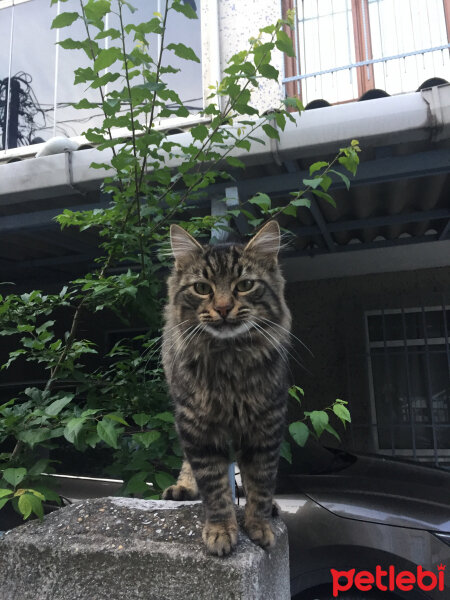 Norwegian Forest, Kedi  Felix fotoğrafı