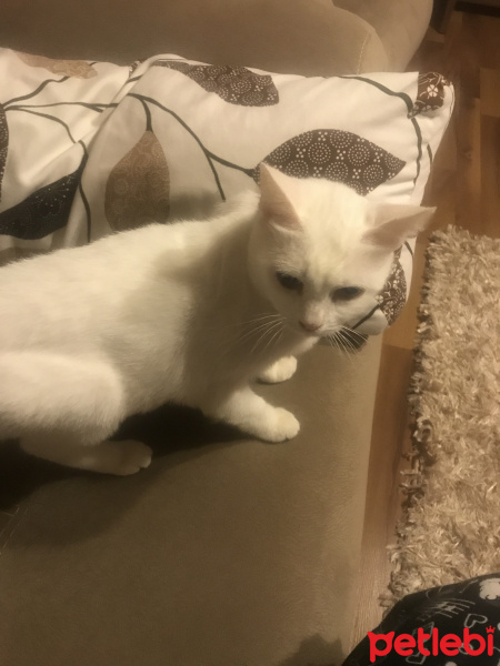 Ankara Kedisi, Kedi  Pamuk fotoğrafı