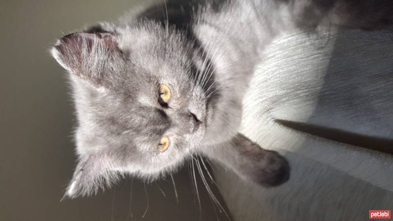 British Shorthair, Kedi  Yanko fotoğrafı