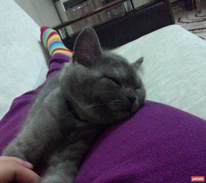 British Shorthair, Kedi  Yanko fotoğrafı