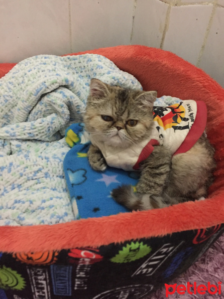 İran Kedisi (Persian), Kedi  Şimy fotoğrafı