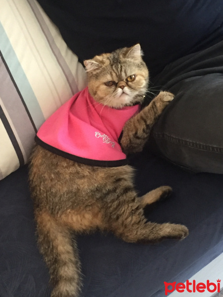 İran Kedisi (Persian), Kedi  Şimy fotoğrafı