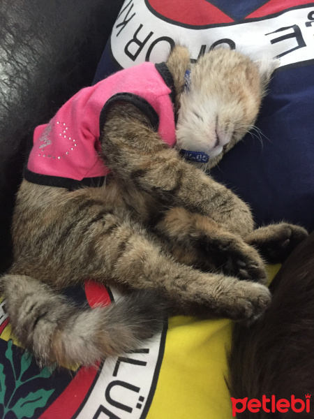 İran Kedisi (Persian), Kedi  Şimy fotoğrafı