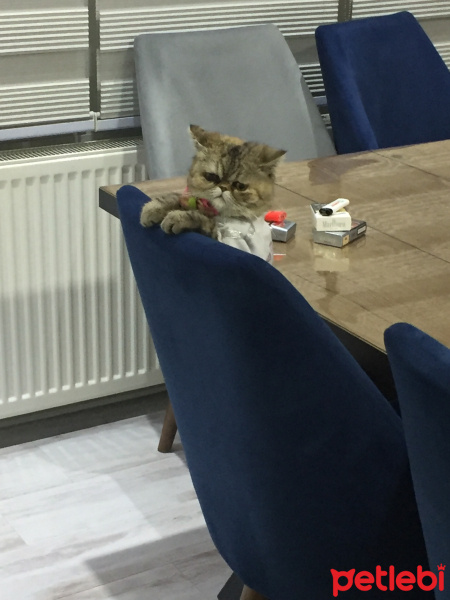 İran Kedisi (Persian), Kedi  Şimy fotoğrafı