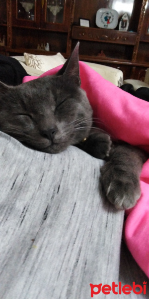 British Shorthair, Kedi  Ozi fotoğrafı