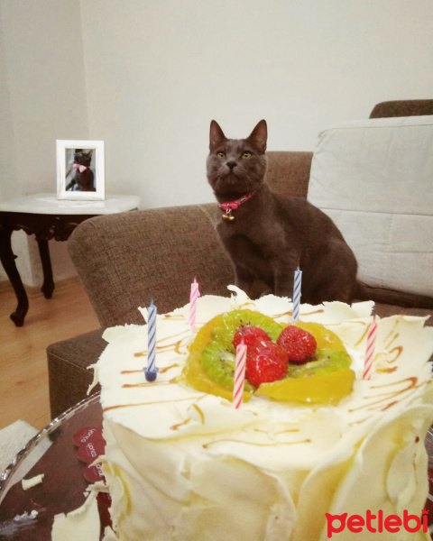 British Shorthair, Kedi  Ozi fotoğrafı
