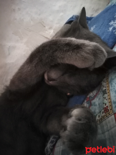British Shorthair, Kedi  Ozi fotoğrafı