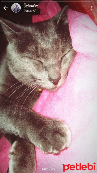 British Shorthair, Kedi  Ozi fotoğrafı