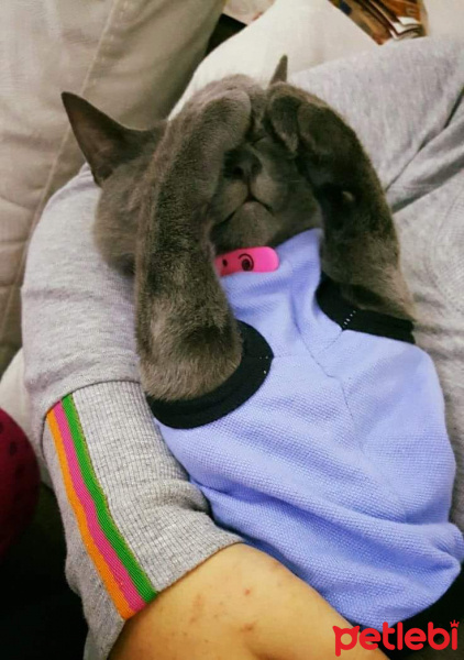British Shorthair, Kedi  Ozi fotoğrafı