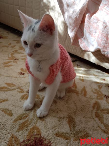 Ankara Kedisi, Kedi  Mila fotoğrafı