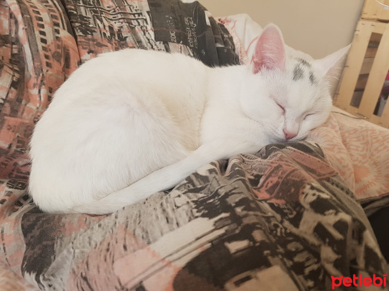 Ankara Kedisi, Kedi  Mila fotoğrafı