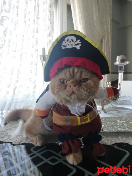Exotic Shorthair, Kedi  Pablo fotoğrafı
