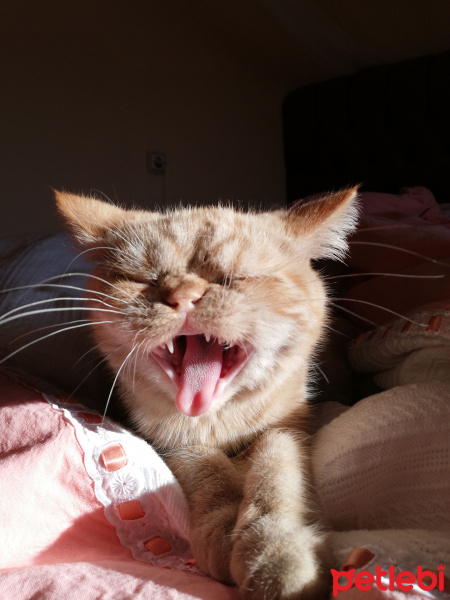 Exotic Shorthair, Kedi  Pablo fotoğrafı