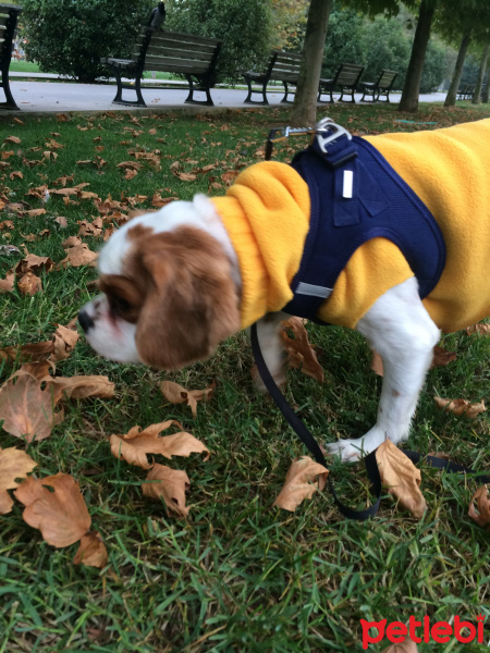 Cavalier King Charles Spanieli, Köpek  Çapkın fotoğrafı