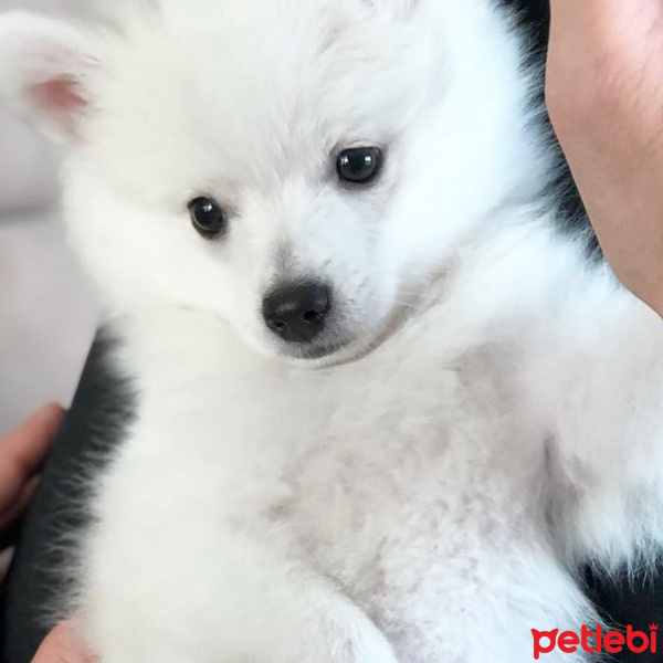 Pomeranyalı, Köpek  Salep fotoğrafı