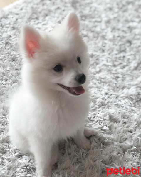Pomeranyalı, Köpek  Salep fotoğrafı