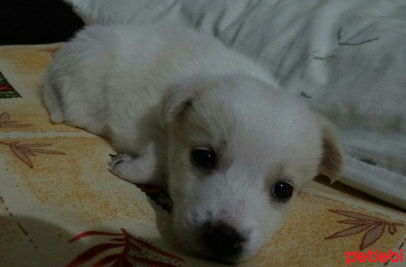 Labrador Retriever, Köpek  Bademimm fotoğrafı