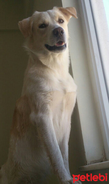 Labrador Retriever, Köpek  Bademimm fotoğrafı