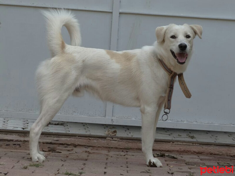 Labrador Retriever, Köpek  Bademimm fotoğrafı