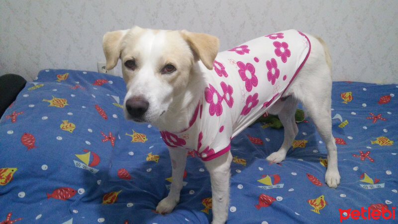 Labrador Retriever, Köpek  Bademimm fotoğrafı