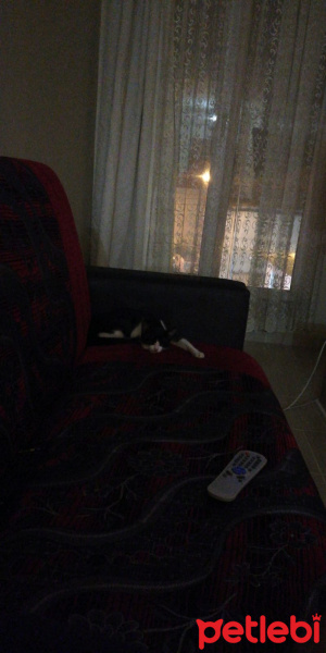 Ankara Kedisi, Kedi  Asena fotoğrafı